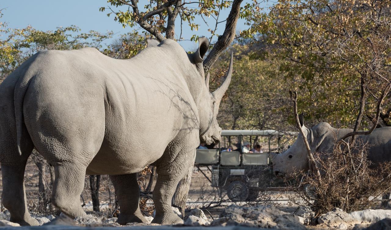 Ongava Tented Camp Okaukuejo Eksteriør billede